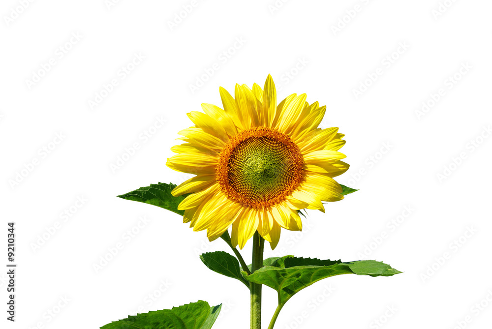 Obraz premium sunflower on white