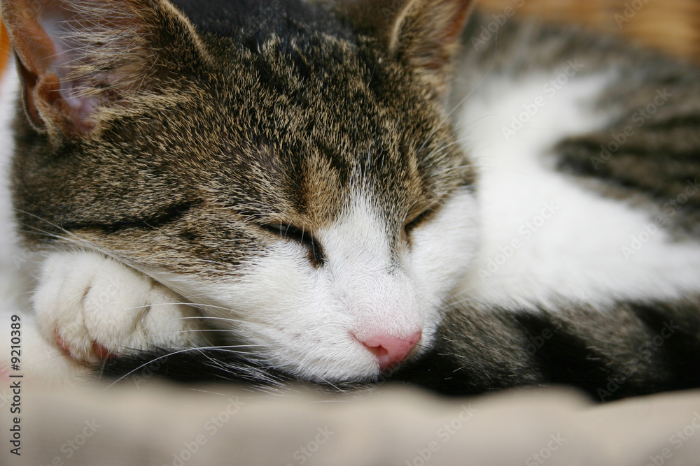 schlafende Katze Stock-Foto | Adobe Stock