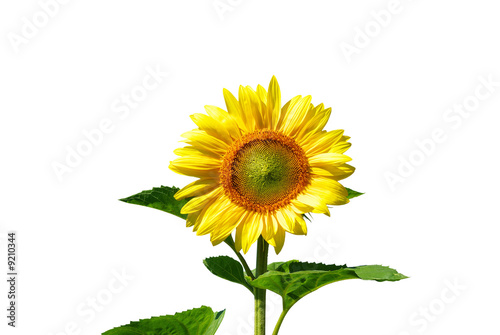 sunflower on white