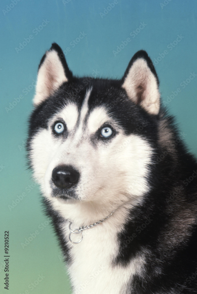 husky en pleine stupéfaction