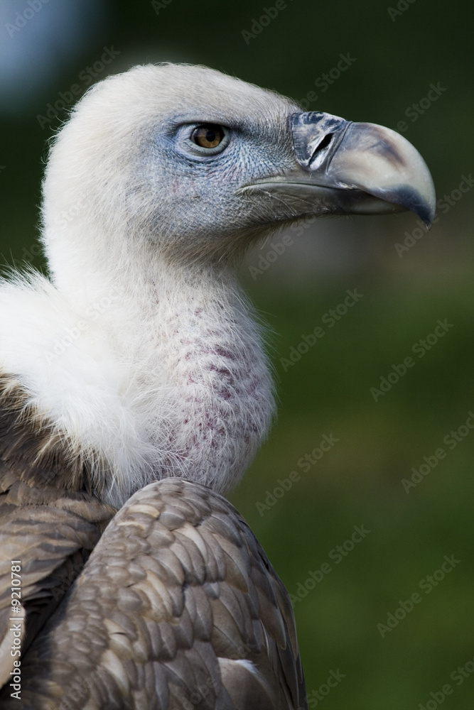 A beautiful and genuine vulture on the earth A beautiful and genuine vulture on the earth