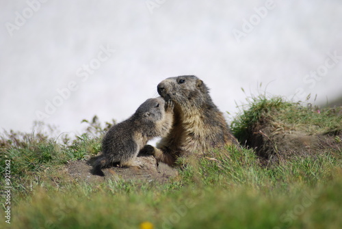 Femelle marmotte et son petit photo