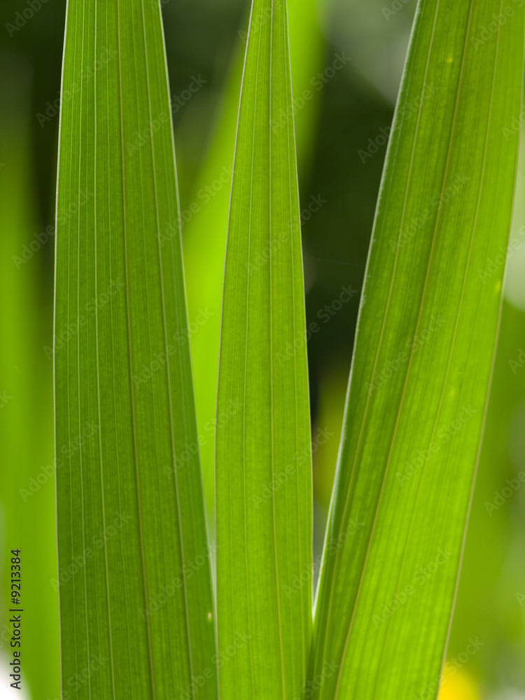 Close-up shot of a beautiful green leafs..