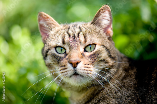 Wallpaper Mural Small cat in nature Torontodigital.ca