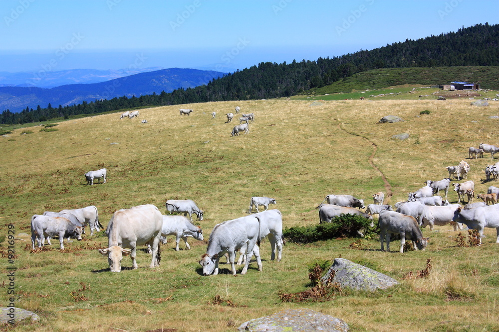 Fototapeta premium Vaches gasconnes,Haute vallée de l'Aude