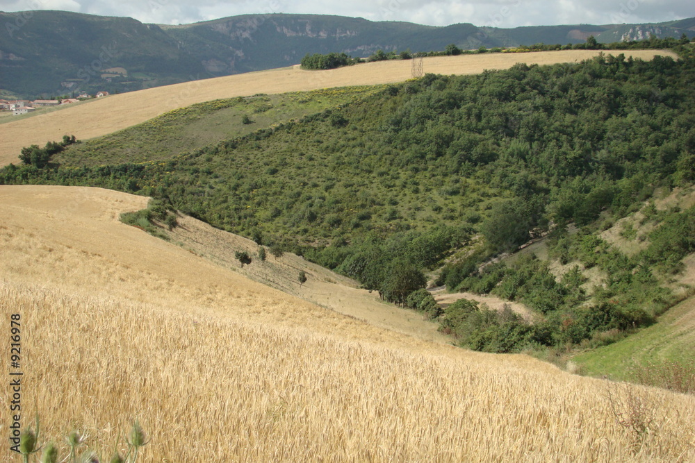 Champ de blé,Aveyron