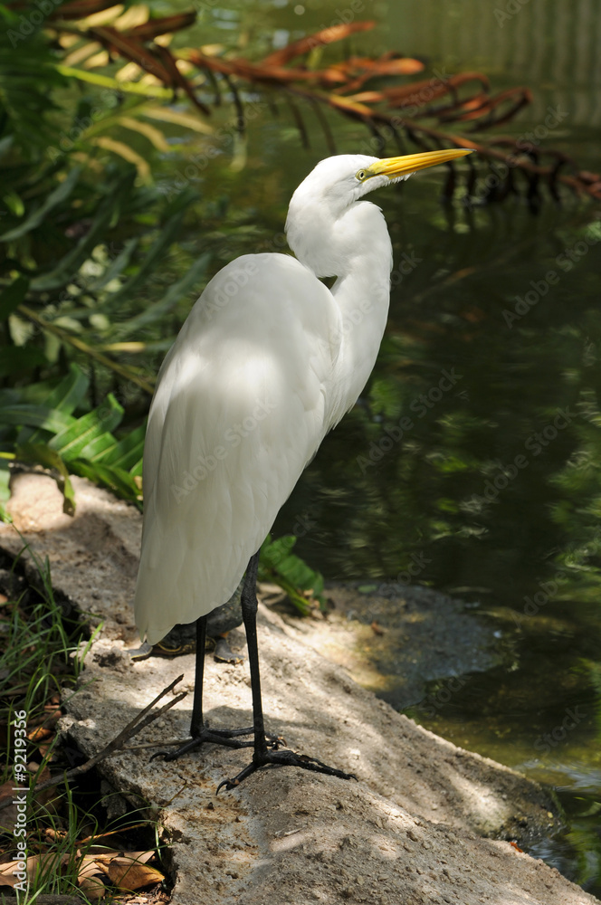 Naklejka premium Great egret (ardea alba) common to Florida