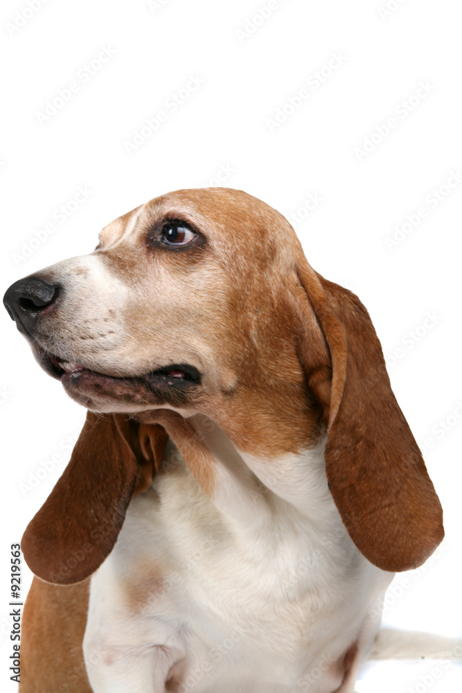 studio portrait of a basset hound looking off to the side