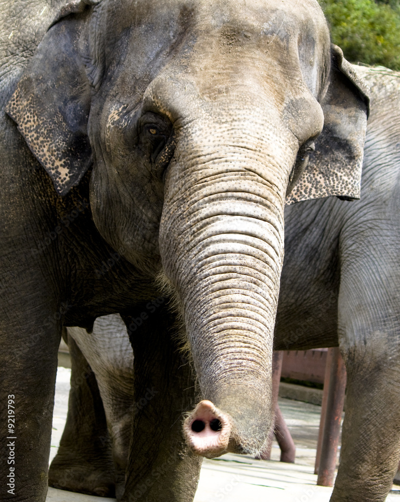 Fototapeta premium Rüssel