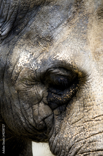 Elefantenauge © Angelika Bentin