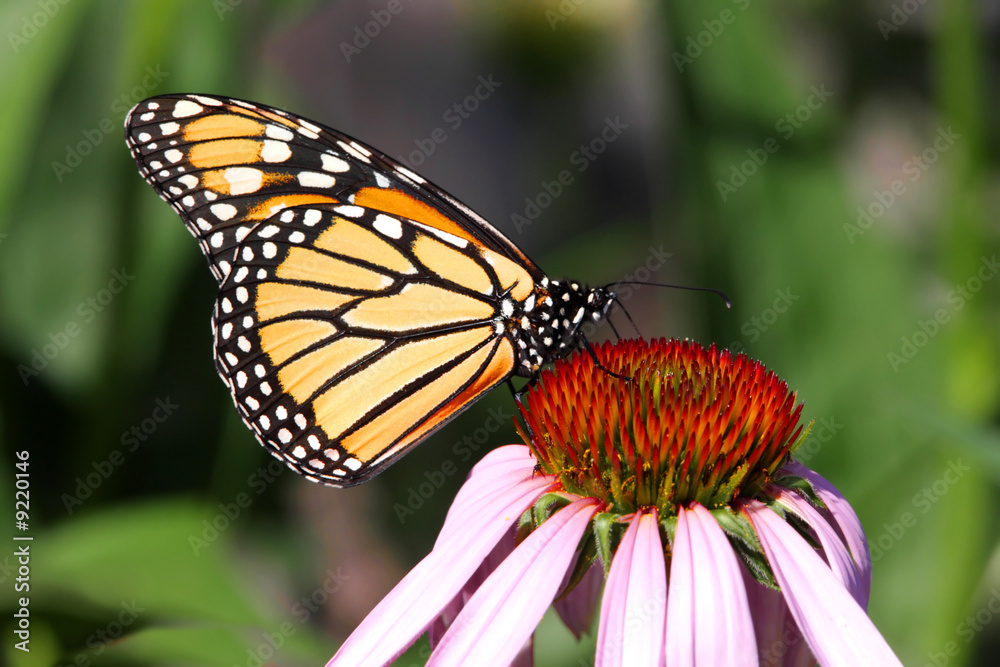 Obraz premium Monarch Butterfly (danaus plexippus)