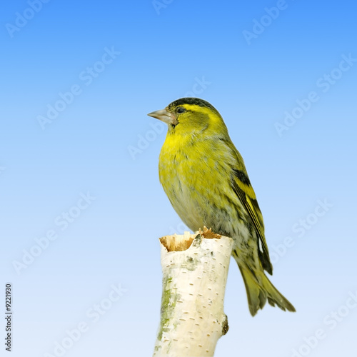 Bird on the birch. Russian nature, wilderness world. © vchphoto