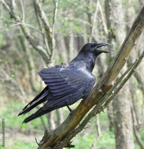 Black raven. Russian nature, wilderness world.