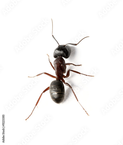 A Carpenter ant on white surface © Stocksnapper