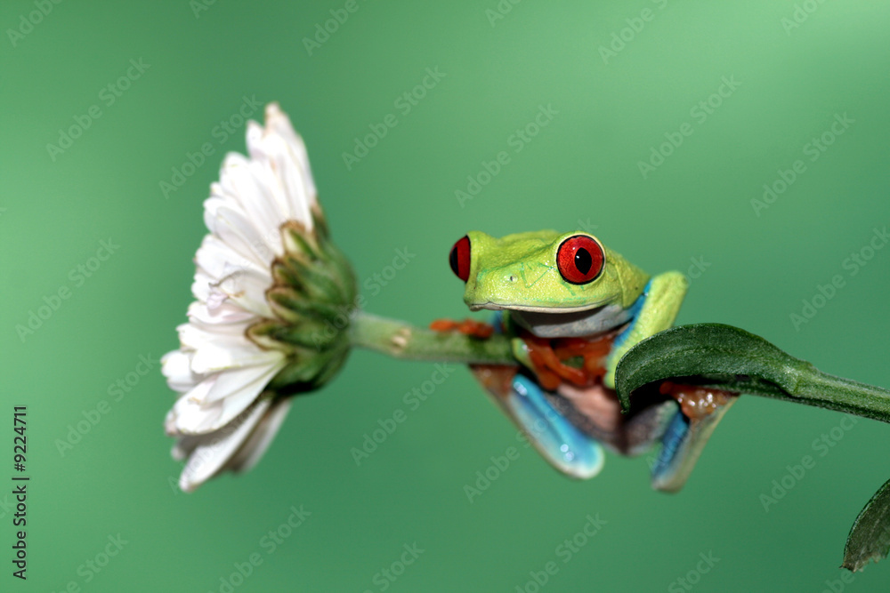 Fototapeta premium Red Eyed Tree Frog