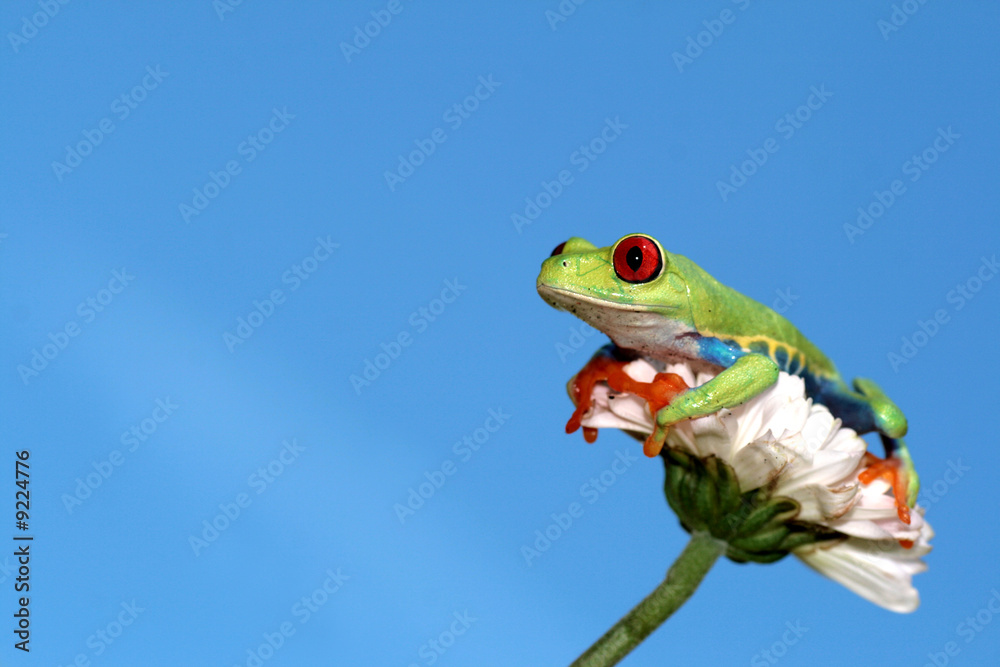 Naklejka premium Red Eyed Tree Frog