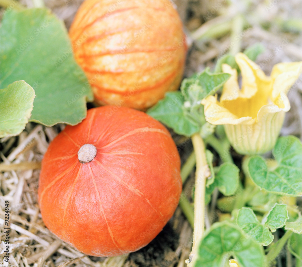 Fototapeta premium kürbisfeld