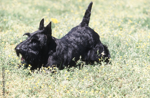 Cuadro en lienzo scottish terrier dans l'herbe