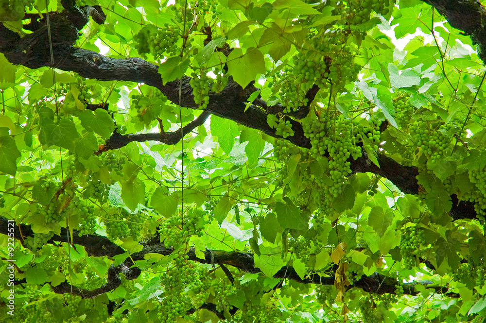background of grape leaves background of grape leaves