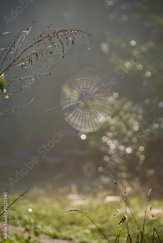 Sunbeams in a forest on a foggy morning with spider net.