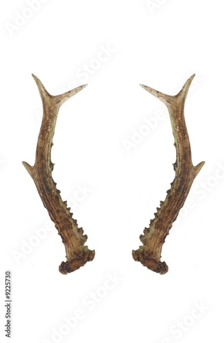 horns of roe deer on white background © Witold Krasowski