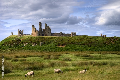 Dunstanburgh Castle and grazing sheep photo