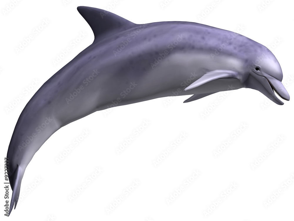 Obraz premium Leaping Dolphin