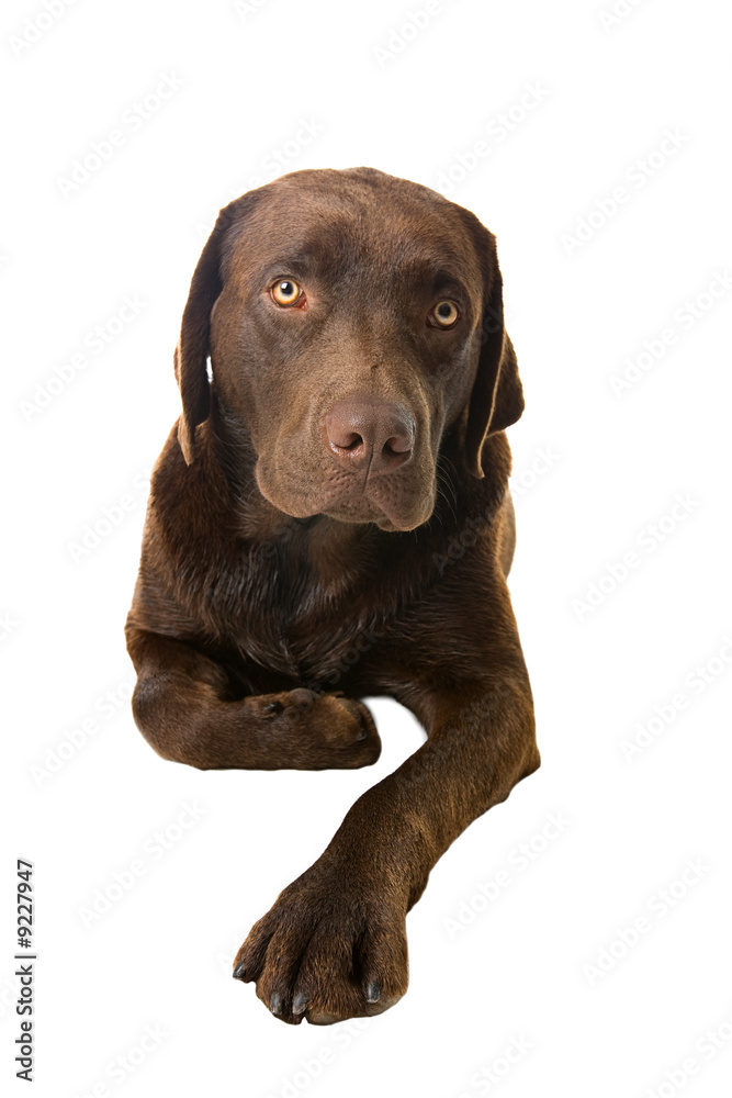 Cute Labrador Lying Down