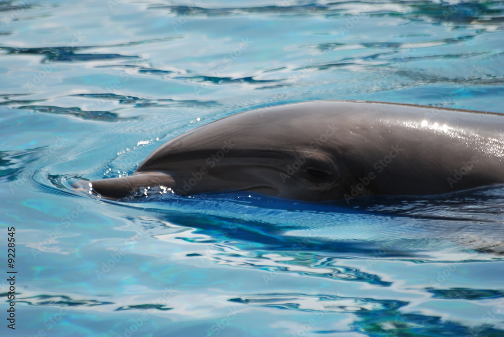 Naklejka premium dauphin