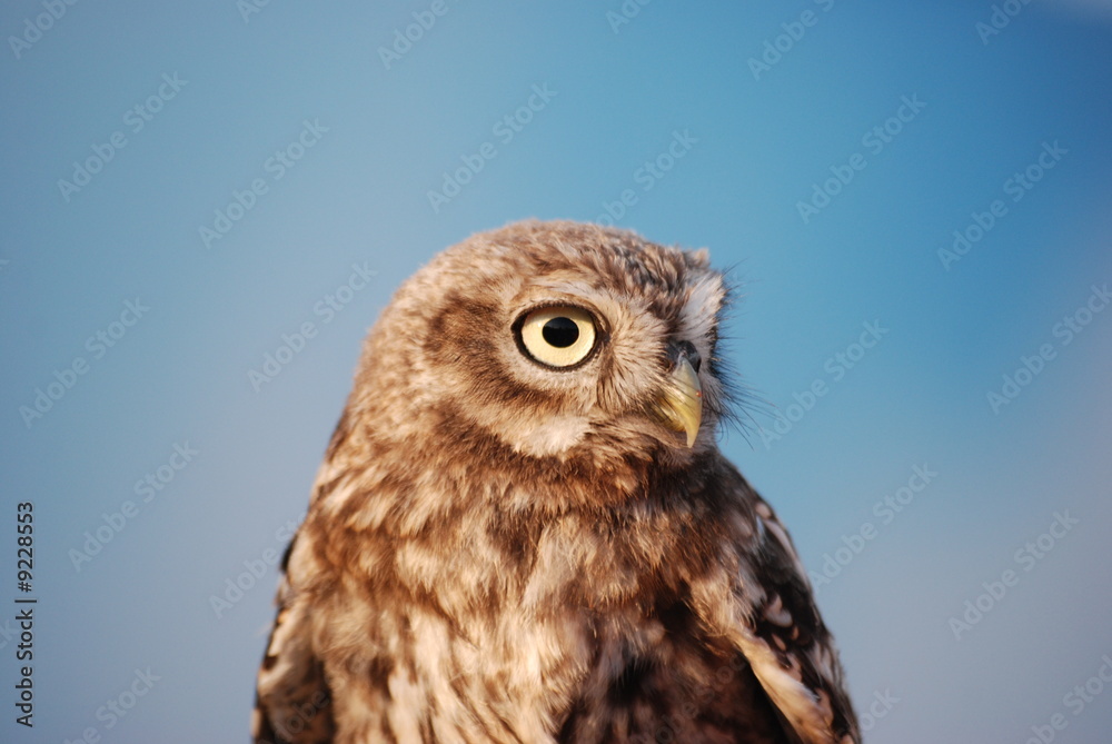 Fototapeta premium oeil de rapace