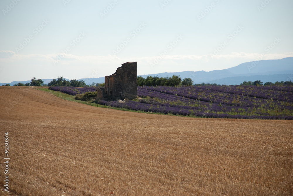 Fototapeta premium paysage provençal