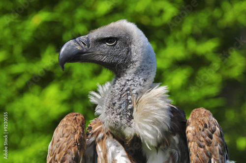 African white backed vulture