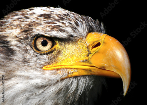 Bald eagle photo