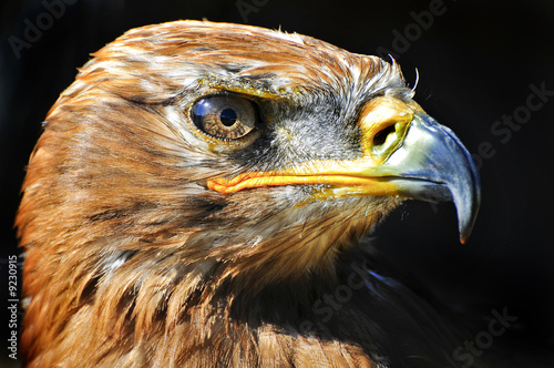 Tarny eagle
