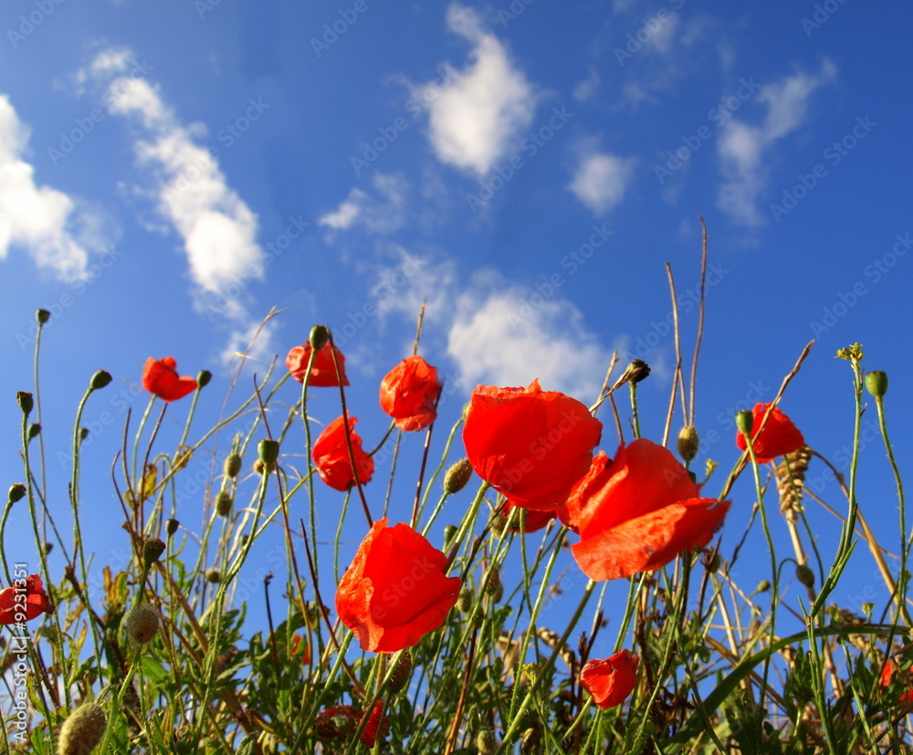 Obraz premium roter Mohn,Feld