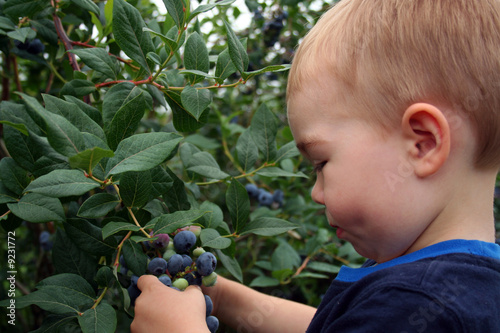 Blueberry Picking