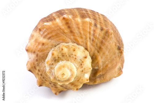 Shellfish isolated on white background