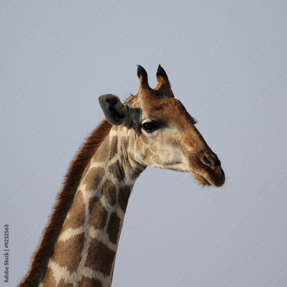 Obraz premium Portraitaufnahme einer Giraffe vor blauem Himmel