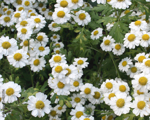 Tableau sur toile On a photo camomiles daisywheels