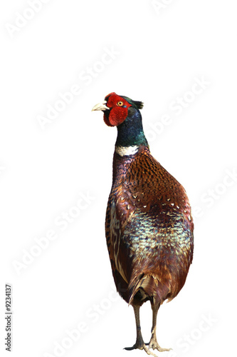Common Pheasant