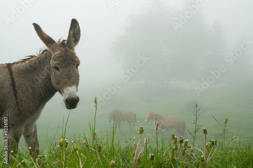 Donkey and the Mist