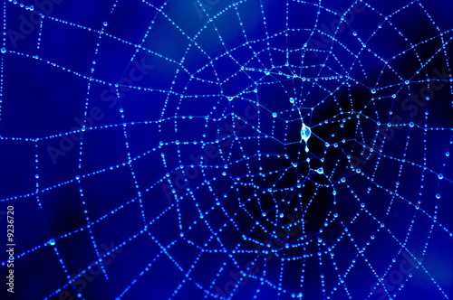 Fototapeta Naklejka Na Ścianę i Meble -  dewy spider’s web