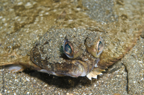 Sole Fish Close-up