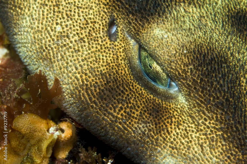 Fototapeta premium Swell shark (Cephaloscyllium ventriosum)