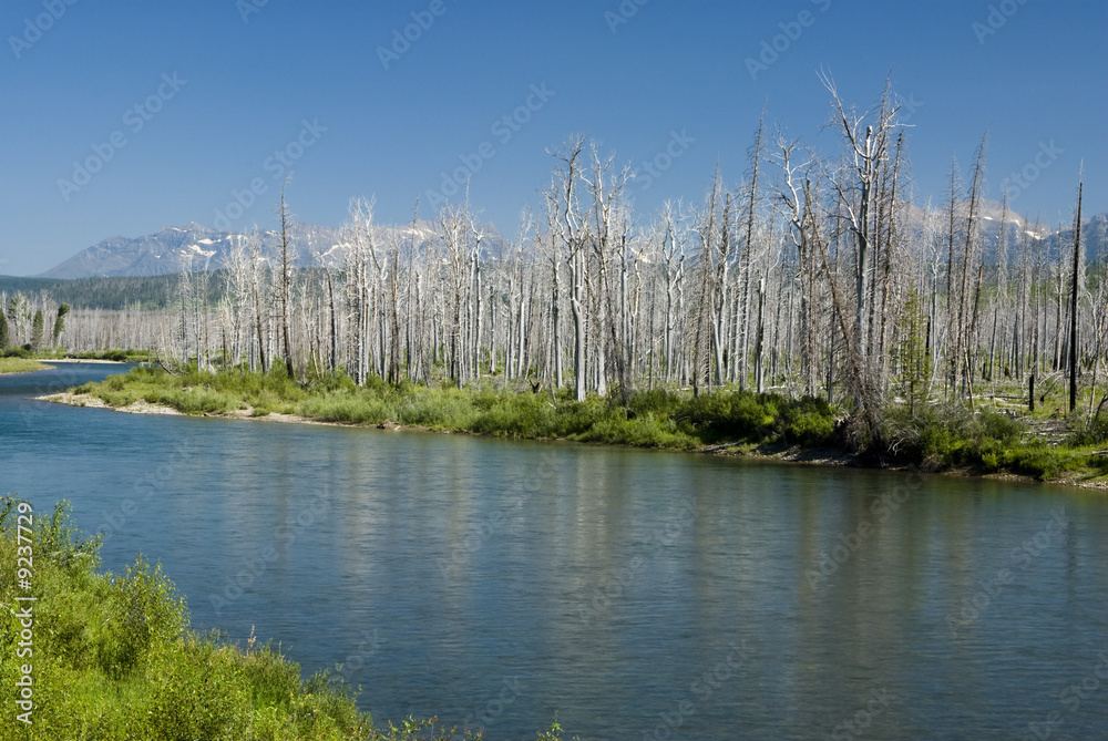 Obraz premium Forest fire damage in Glacier National Park