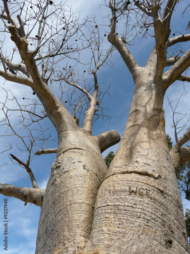 Fototapeta premium Boab Tree in Australien