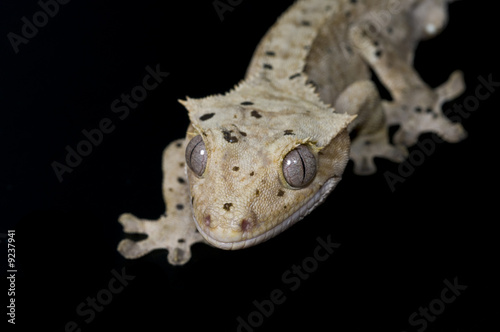 Rhacodactylus ciliatus gecko