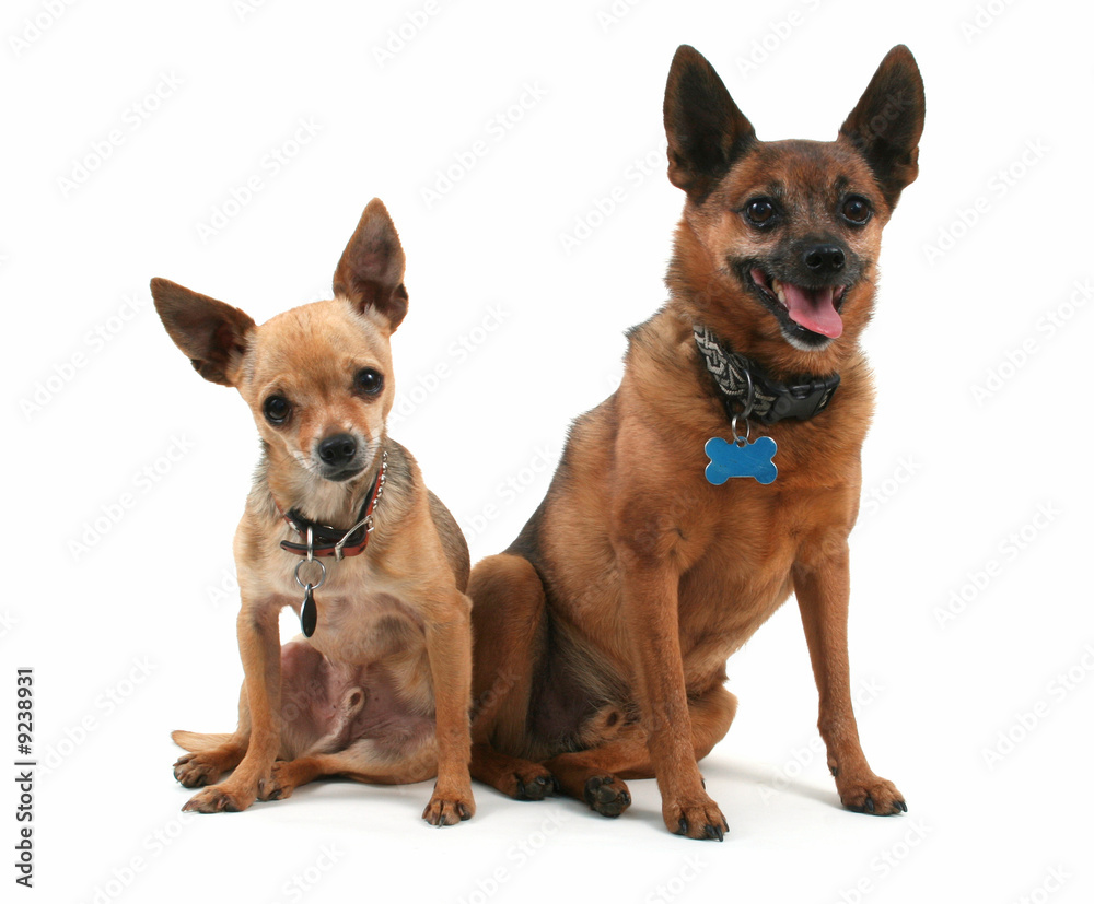 two dogs sitting beside each other