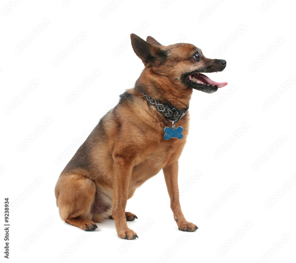 a dog that is panting on a white background a dog that is panting on a white background