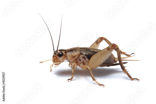 Brown cricket isolated on white